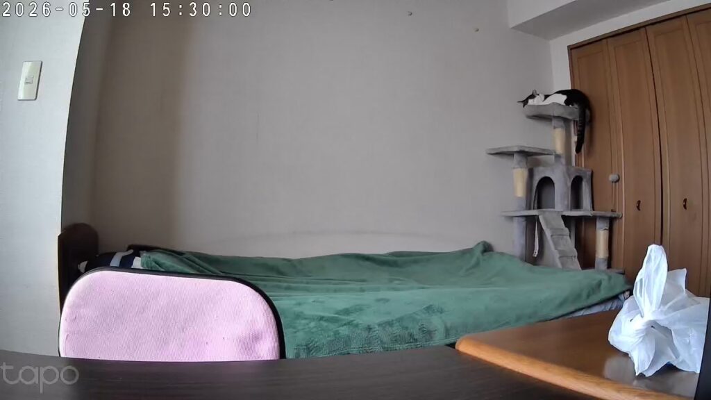 ペットカメラで撮影したキャットタワーで留守番中の愛猫てんの写真