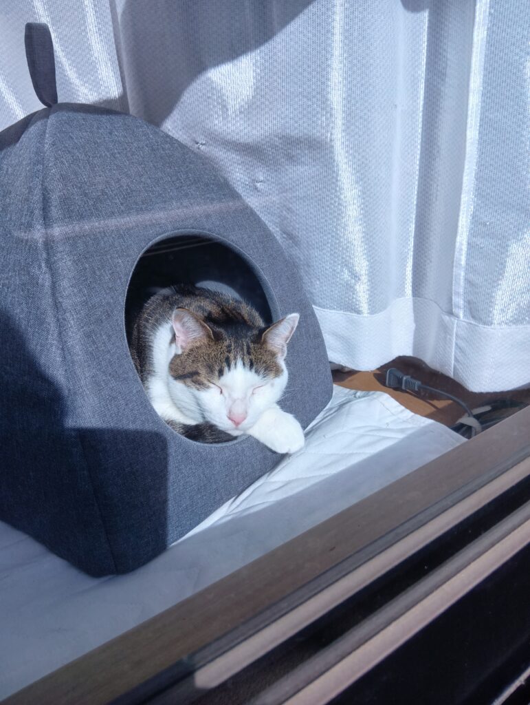 リビングの窓際で寝ている愛猫てんの写真