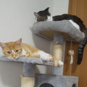 キャットタワーで寛ぐ愛猫てんとゆず