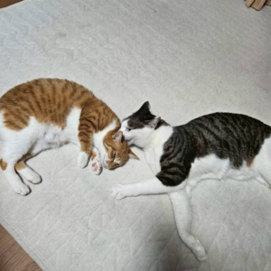 リビングでじゃれあう愛猫てんとゆず