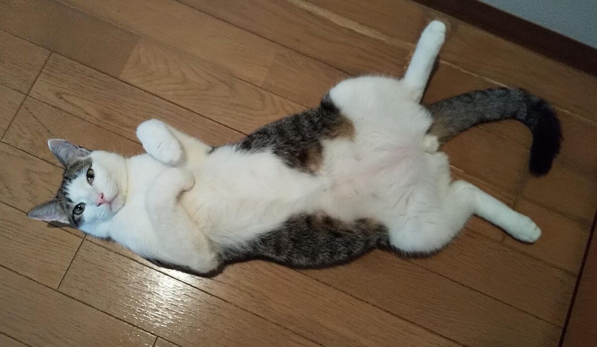 帰宅後に甘えてくる愛猫