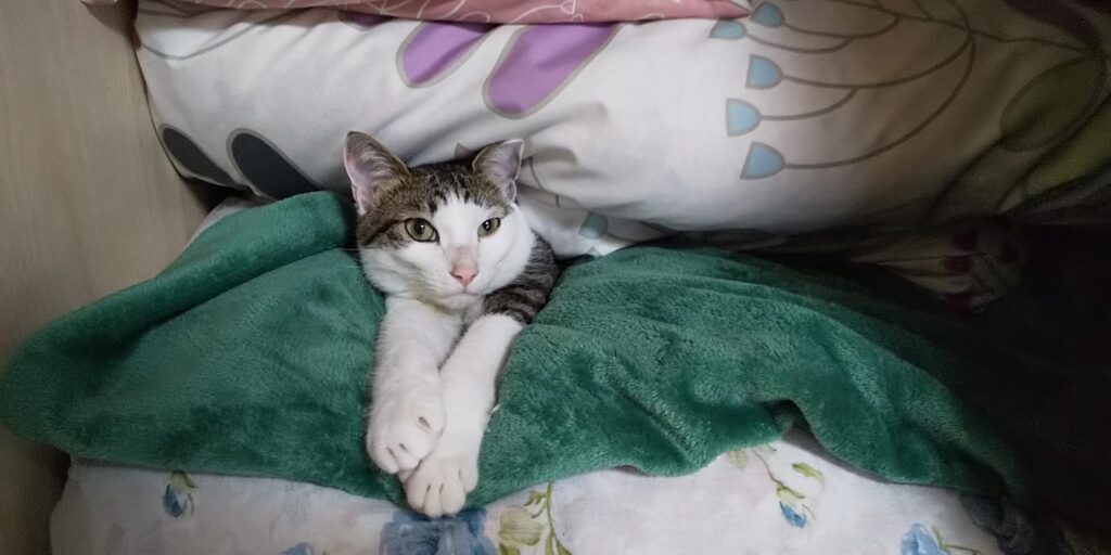 布団の間にはさっまて寝ていた愛猫てんの写真