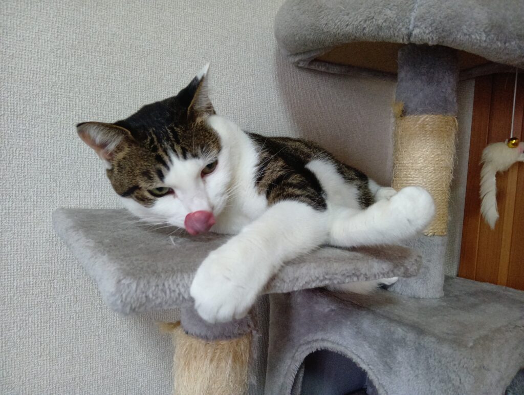 キャットタワーでグルーミングする愛猫テンの写真