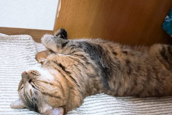 帰宅後にみせる寛いだ姿の愛猫 のの