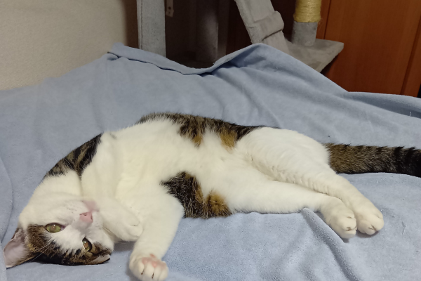 ベッドでへそ天状態の愛猫てん