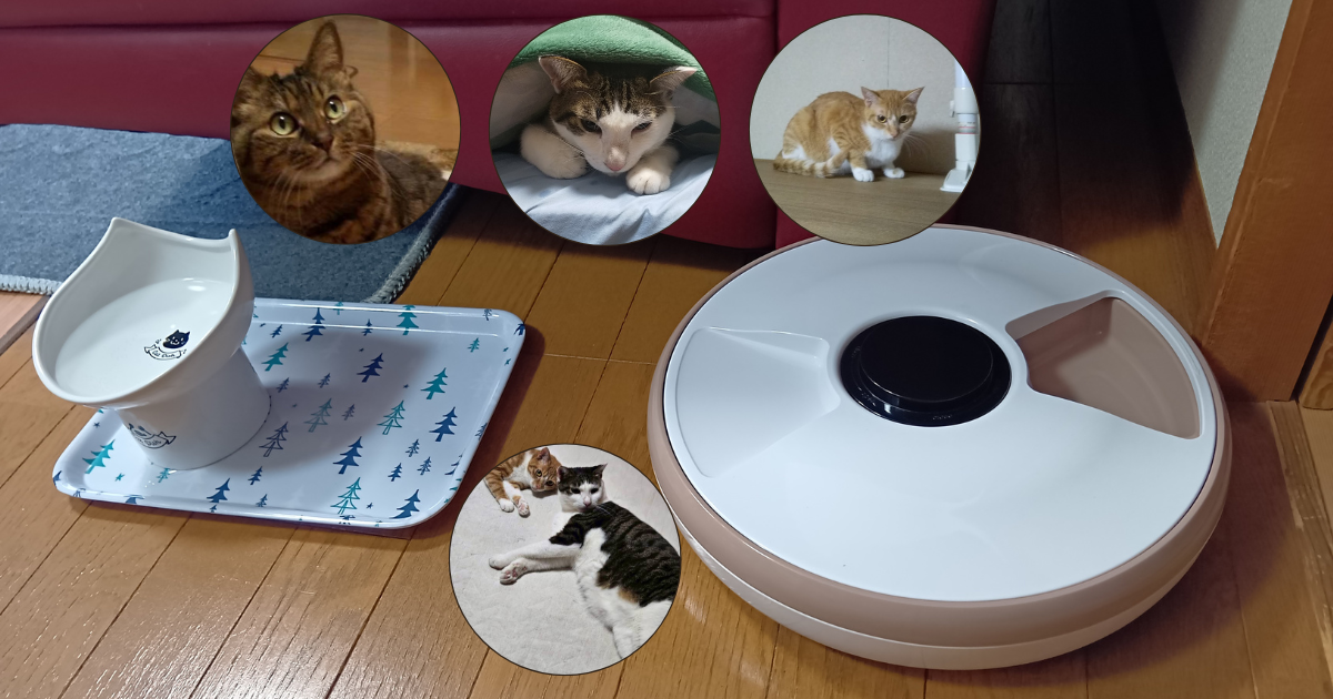 お留守番中の猫たち