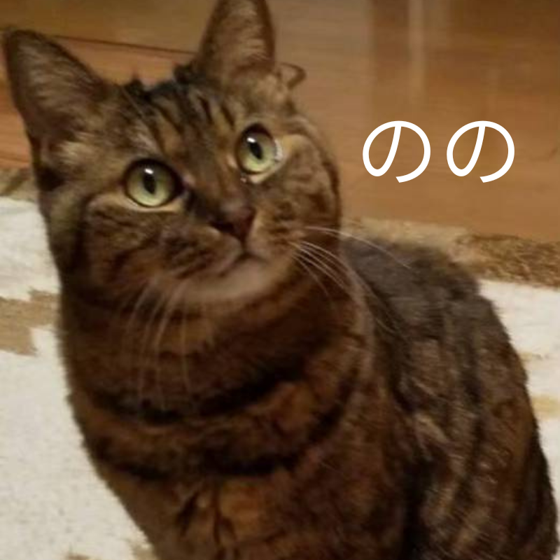 愛猫ののの写真