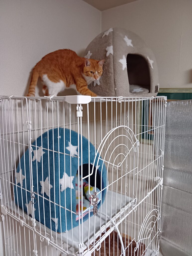 ケージの上に乗るおてんばな愛猫ゆず