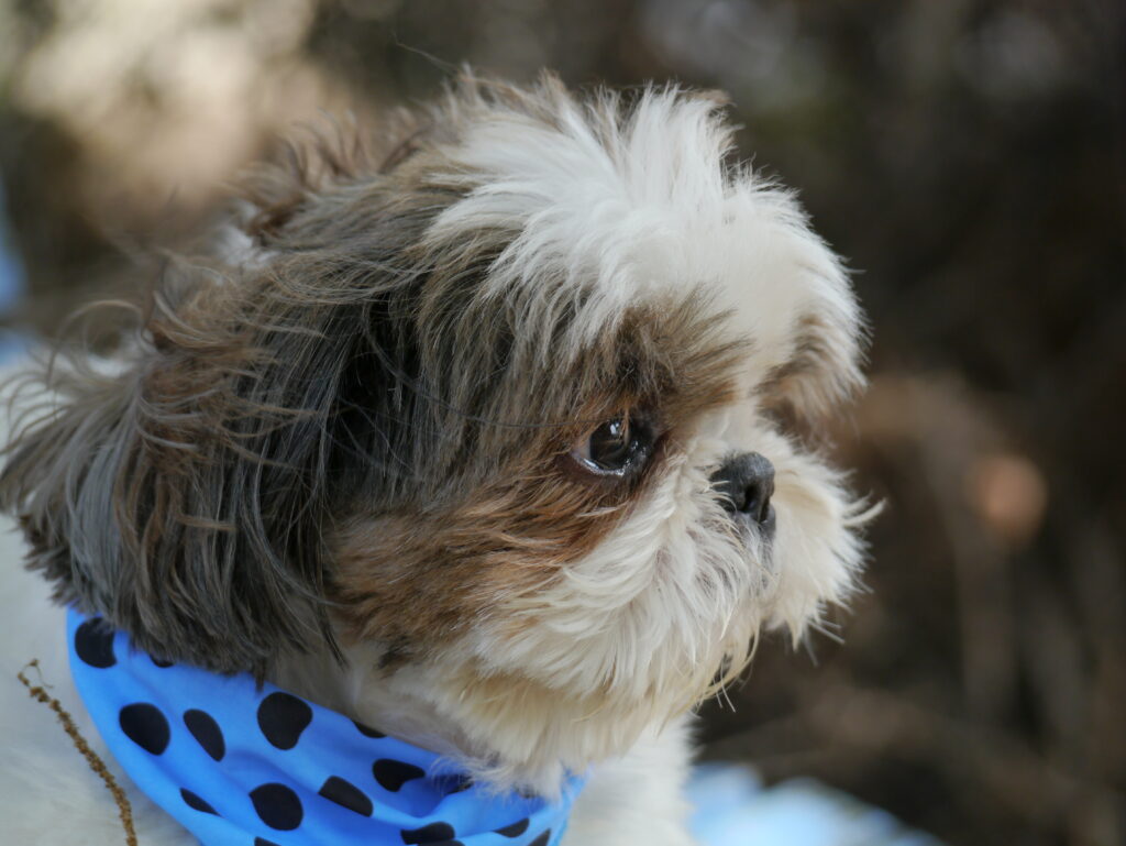 愛犬シーズーのオットーのベストショット