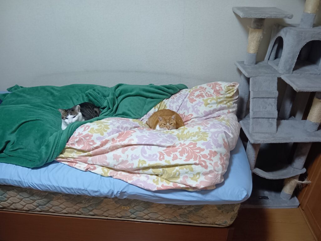 てんとゆずがベッドにいる写真