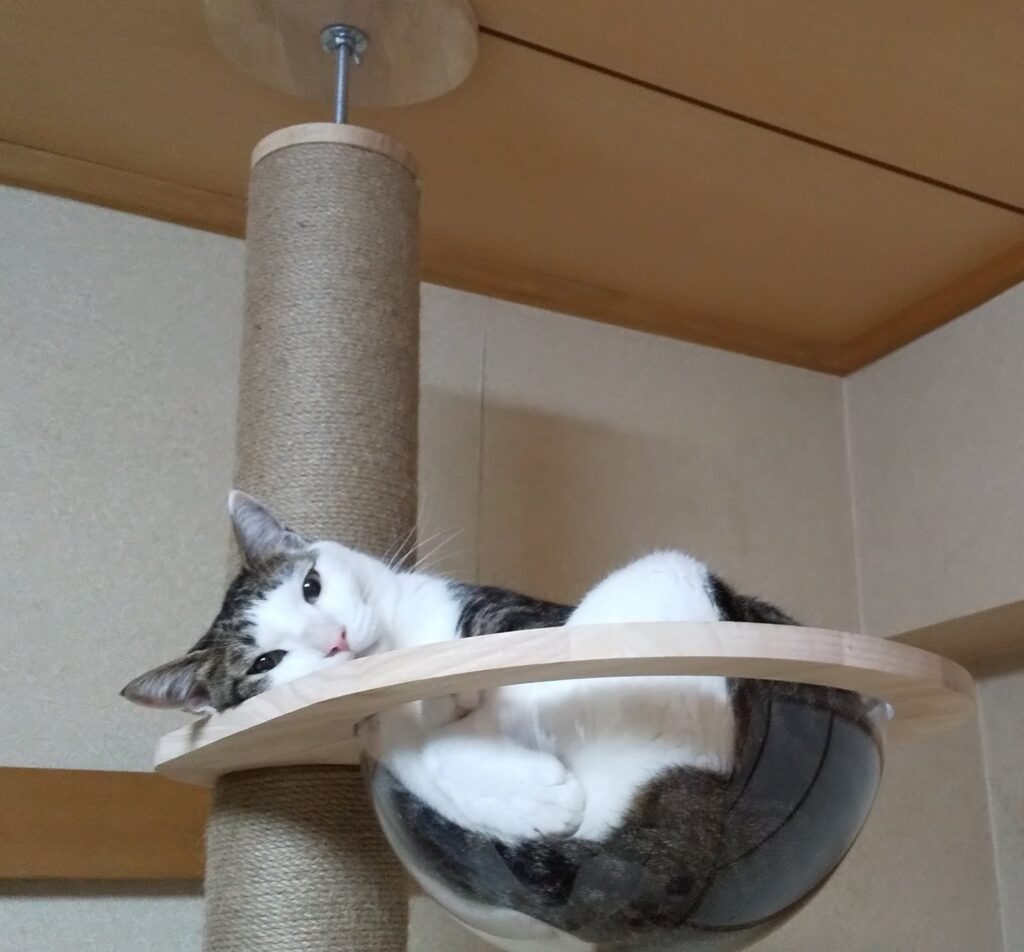 飼い主の帰りを待つ！？愛猫てんの写真