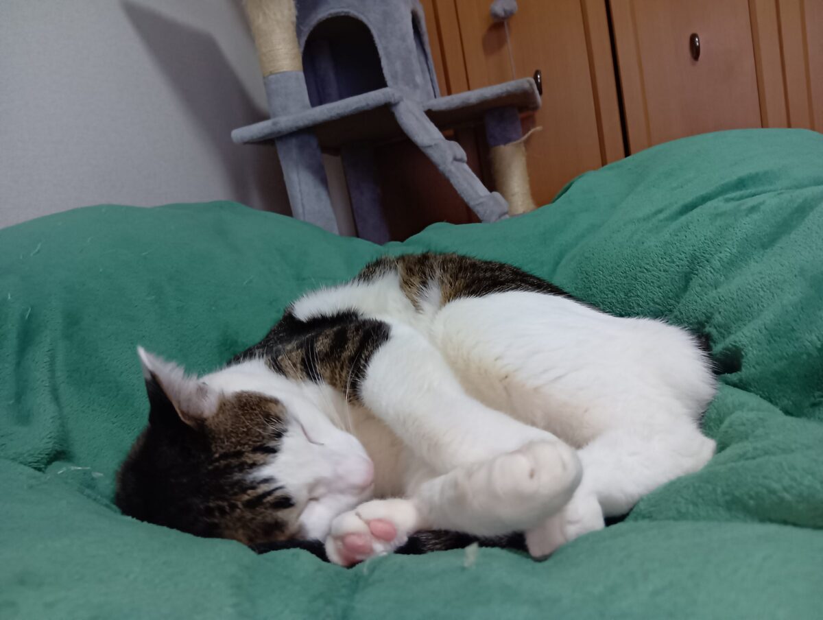 ベッドの上で安心してぐっすり眠る愛猫てん