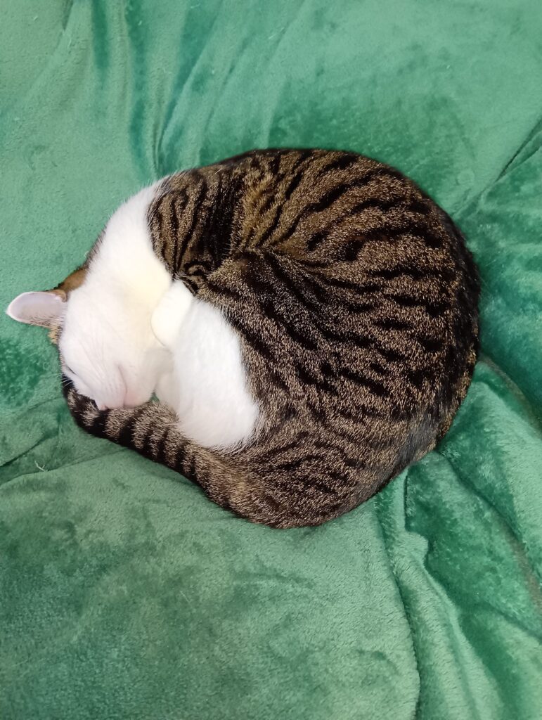 愛猫てんが丸くなっている寝姿