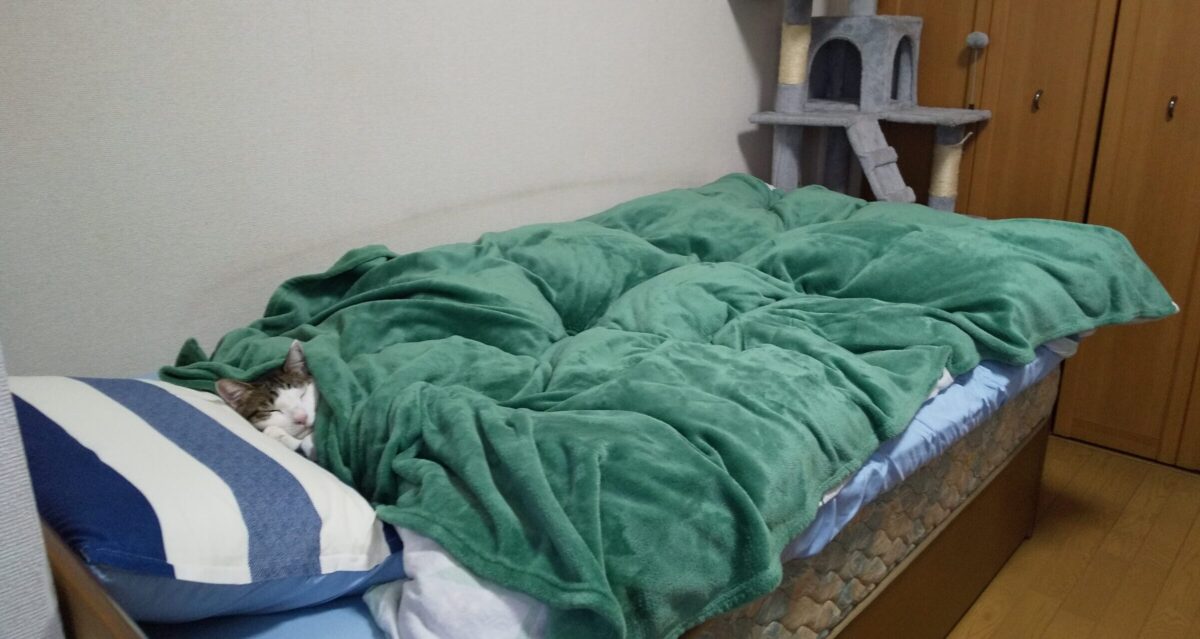 愛猫てん!ベッド独占「ガチ昼寝中」の写真