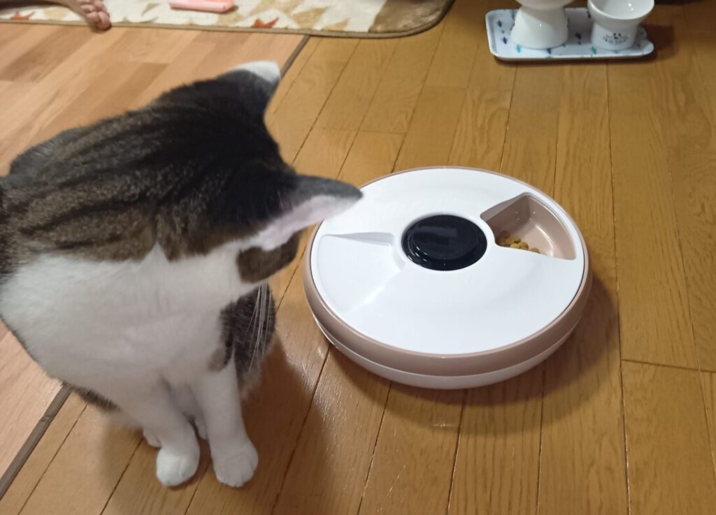 自動給餌器をじっと見つめる愛猫てん