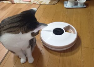食いしん坊の愛猫てんが自動給餌器を見つめる写真