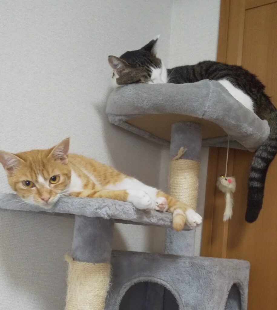 キャットタワーで寛ぐてんとゆず