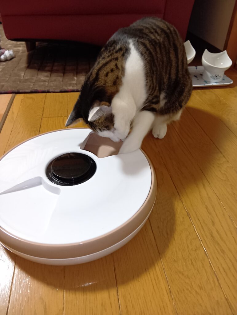自動給餌器へ手を入れる愛猫てんの写真
