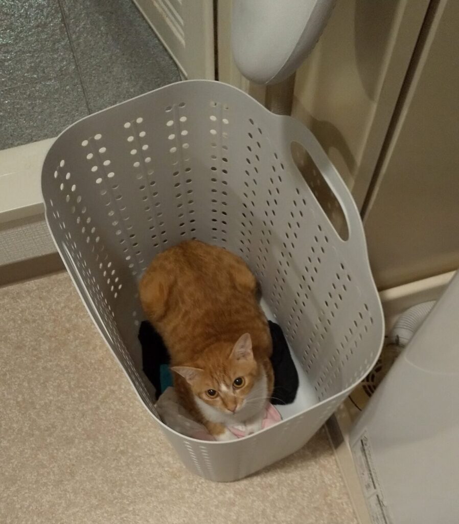 籠の中の愛猫ゆず！の写真