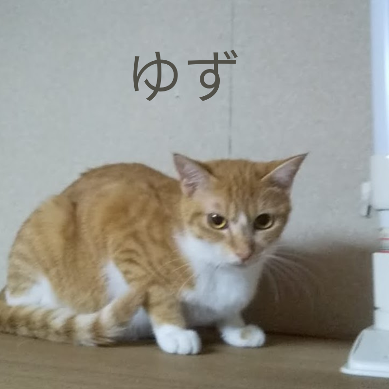 家具の上に乗るゆずの写真