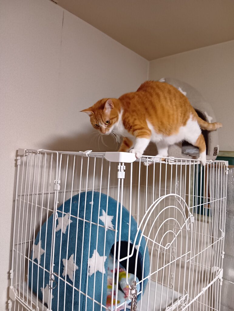 ケージの上の高い場所で過ごす愛猫ゆずの写真