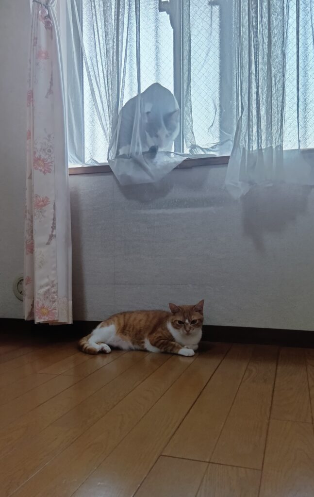 マンションの廊下側の部屋で過ごすてんとゆずの写真