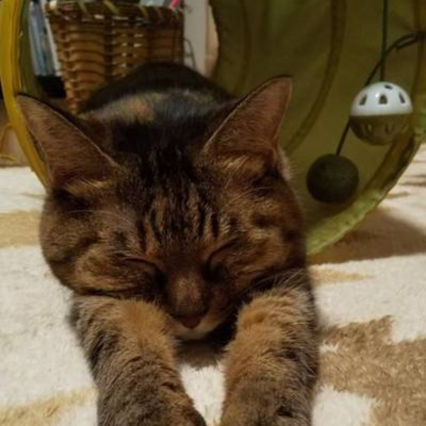 ののがうつ伏すで寝ている写真