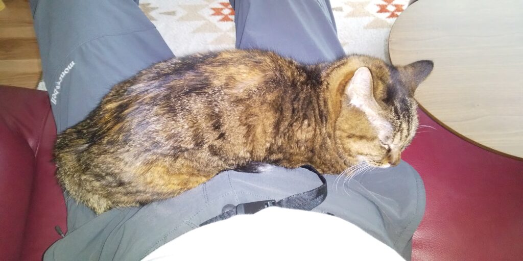足の上に載って安心しているのんちゃん写真
