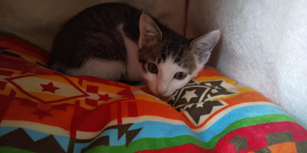 子猫時代の愛猫てん