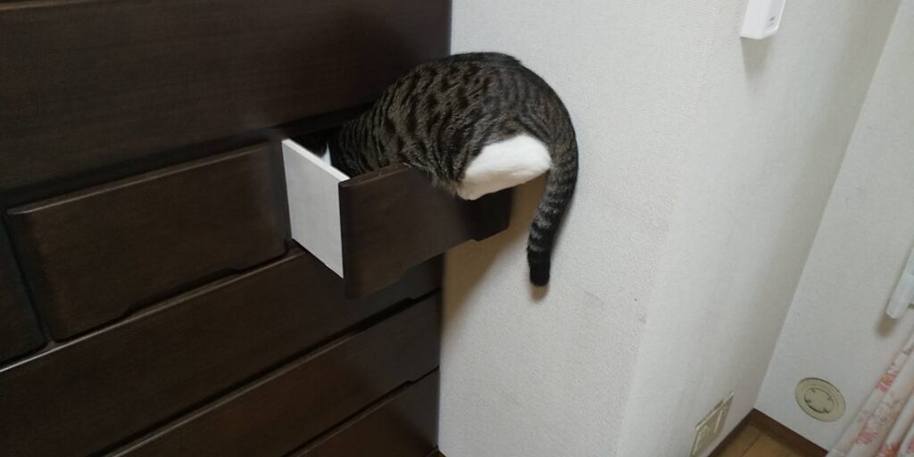 箪笥の引き出しに隠れる愛猫てん