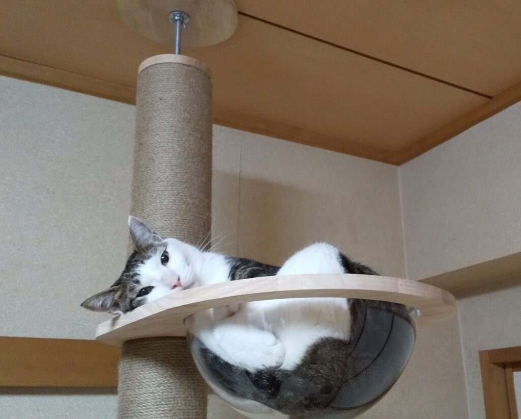 キャットタワーのカップの中いる愛猫てんの写真