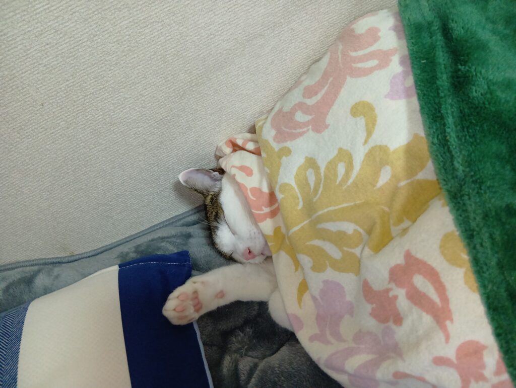 ベッドの中で安心して寝ているてんの写真