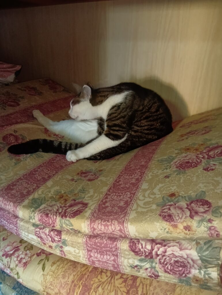 押し入れの中で毛づくろいするてんの写真