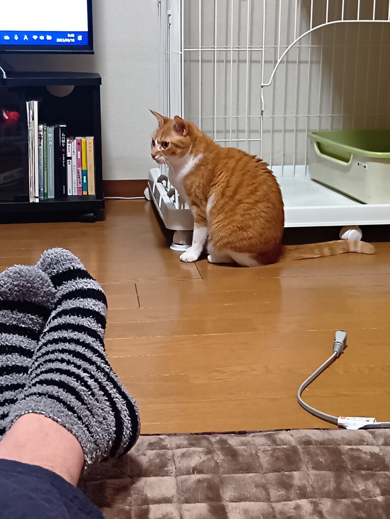 ケージの前に座っているゆずの写真