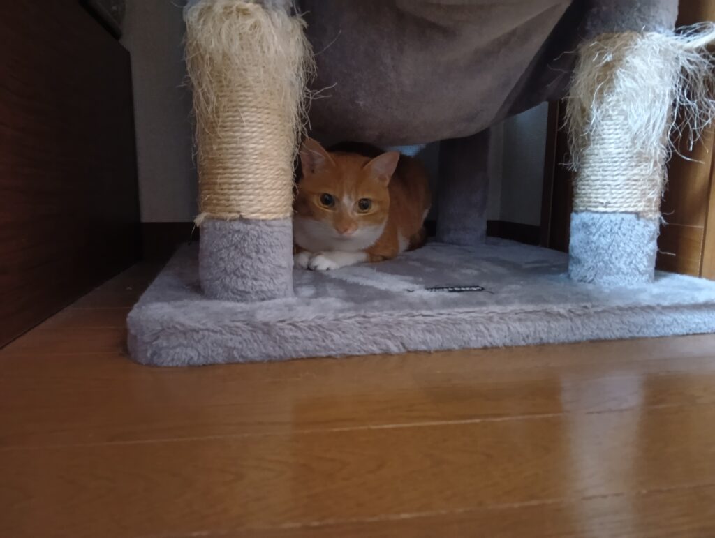 キャットタワーの下に隠れてしまう愛猫ゆずの写真