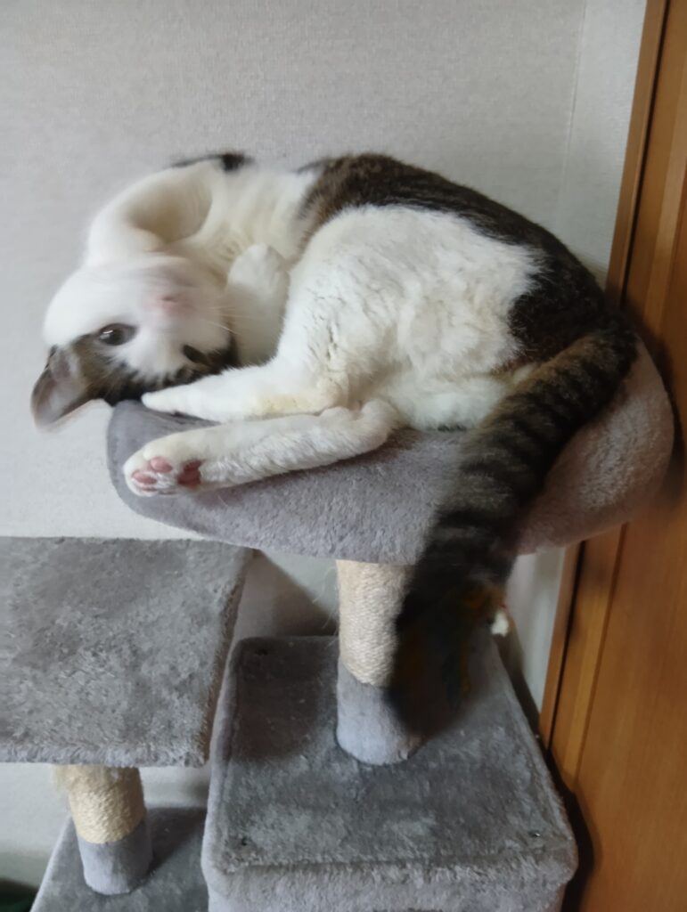きゃとタワーの上で甘える表情の愛猫てんの写真