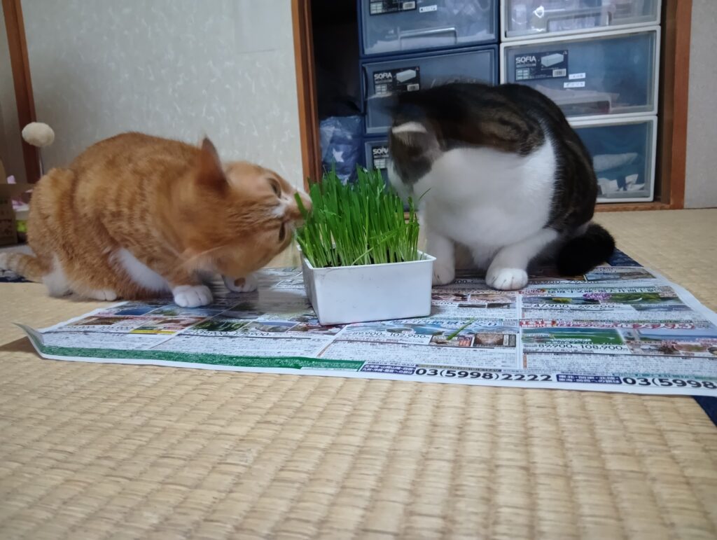 お留守番前に猫k差を食べる愛猫てんとゆずの写真