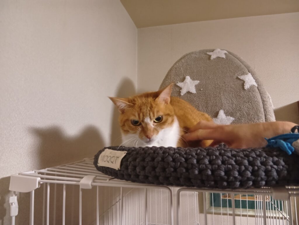 なぜかケージの上で険しいひょうじょうのゆずの写真