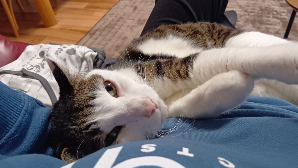 飼い主のお腹の上で甘える愛猫てんの写真