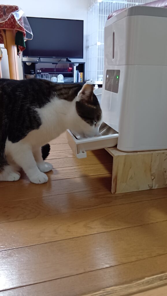 タンク型自動給餌器でご飯を食べる愛猫テンの写真