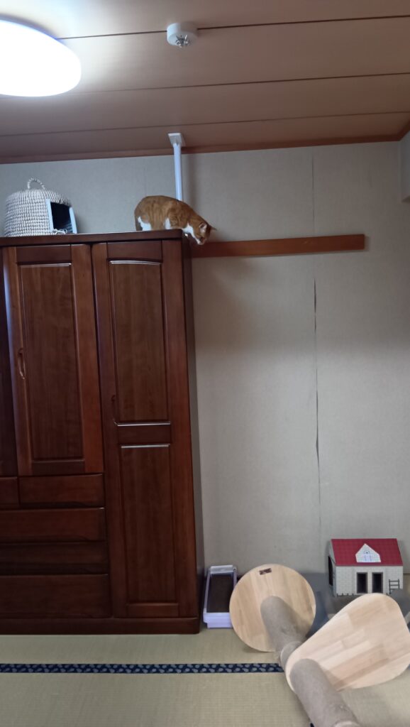 キャットタワーが倒れ、箪笥に取り残されたゆずの写真