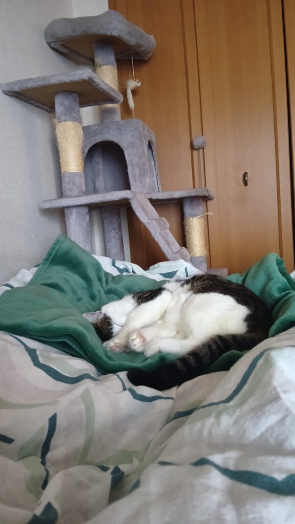 ベッドの上で気持ちよさそうな愛猫てんの寝姿