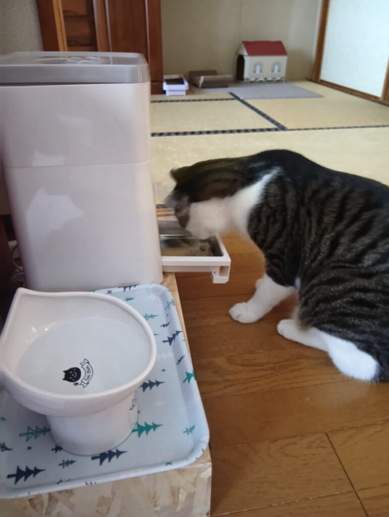 水皿と自動給餌器でごはんを食べるてんの写真