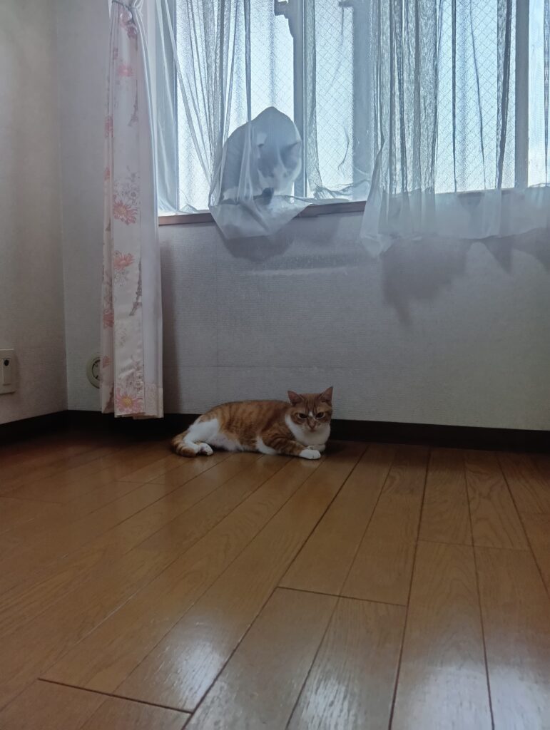 窓際にいるてんと床にふせているゆずの写真