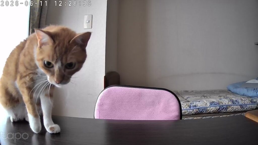 ペットカメラに興味津々で向かってくるゆずの写真