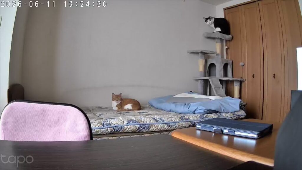 キャットタワーにいるてんとベッドにるゆずの写真