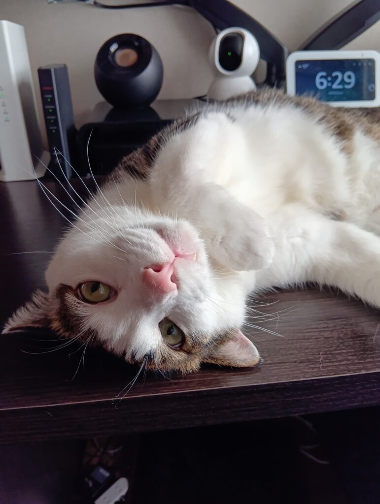 机の上で仰向けに寝て甘えたがるてんの写真