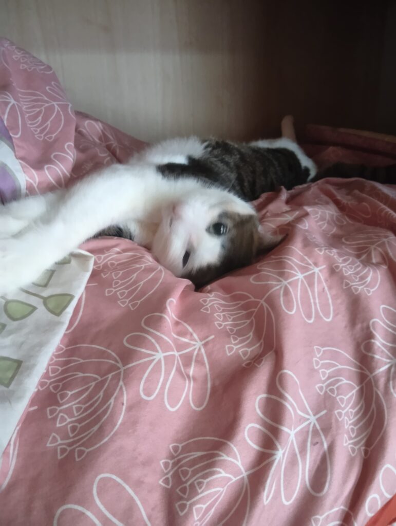 押し入れの中で甘えた表情の愛猫てんの写真