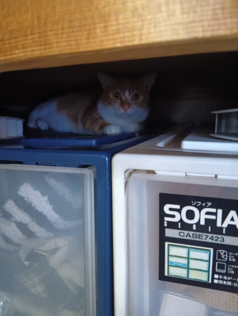 押し入れの隙間に隠れこちらを見るゆずの写真