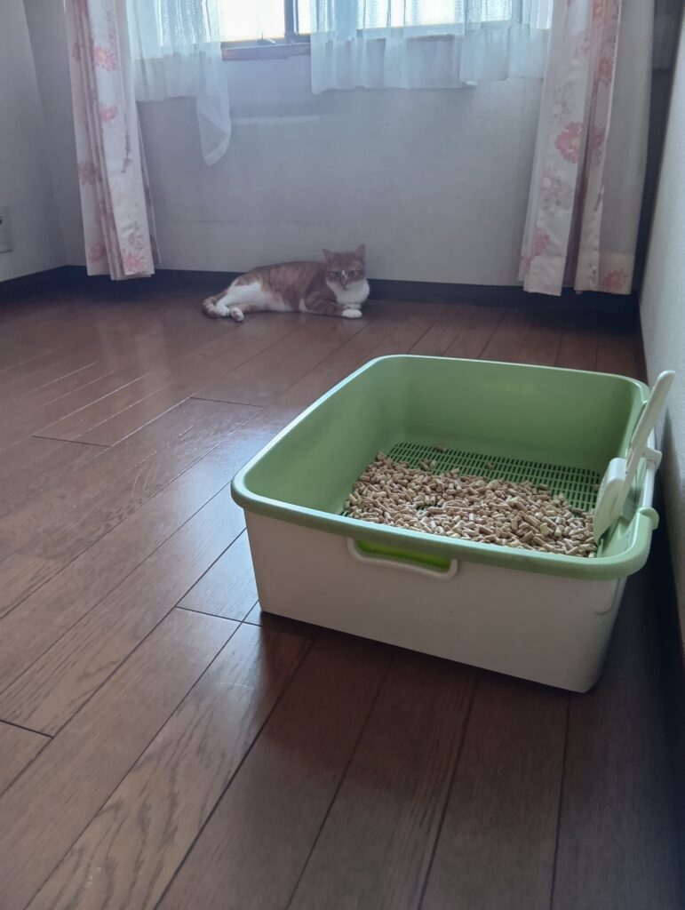 てんのトイレと一緒に映るゆずの写真